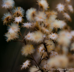 December Blossom