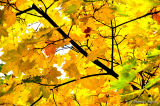 Maple leafs in the autumn.