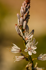 Early spring flora in Mijas