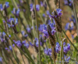 Lavender blossom January 2014 in Mijas, Spain
