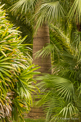Palmtree in Molino de Inca