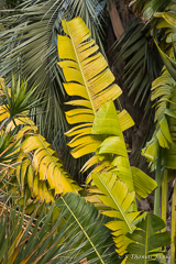 Palm trees in Molino de Inca