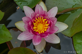 Water lilly in home garden