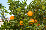 Oranges in November