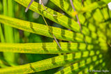 Palm tree