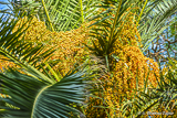 Palm dates in Torreblanca