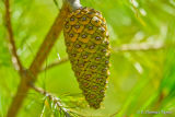 Pine Fruit