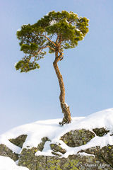 Young pine tree