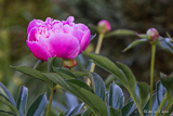 Peony-time in our garden.