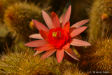 Cactus blossom at La Concepción, Malaga