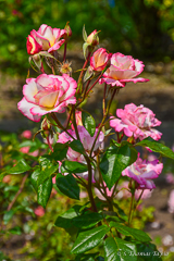 Roses in Tivoliparken, Kristianstad