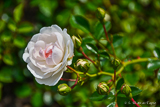 White rose in Tivoliparken, Kristianstad