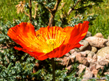 Red flower in Malta