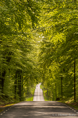 Skåne beech forest