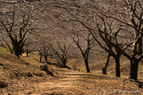 Early spring in Ronda Serrania