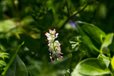 Early spring flower in Ronda Serrania