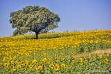 Sunflower fields north of Ronda