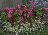Succulent plants