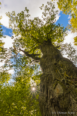 Snapphane-eken, Wanås, Östra Göinge