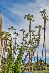 Palm trees in Malaga