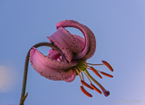 Lilly of the heavens