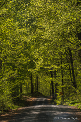 Beech trees in Skåne