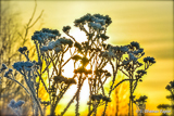 Sunset wintertime
