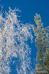 Frosen trees