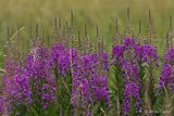 Vattenriket Flora in Kristianstad