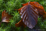 Wants forest in December