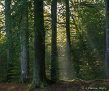 Wanås Beech Forest Early Morning