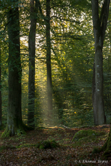 Wanås Beech Forest Early Morning