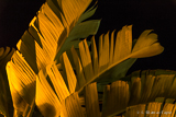 Palm tree in evening light