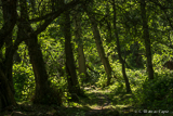 Hallands Väderö forests