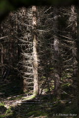 Old forest in Skåne