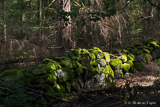 Stone fence in an old forest