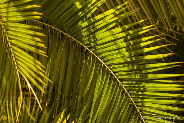 Palm leaf in Molino de Inca Botanical Garden
