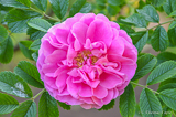 Roses in Kimito Archipelago