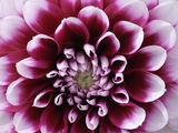 Dahlia in bloom (DelLie)