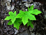 Texture and Leaf