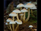 Log Family2 (Pholiota alnicola)