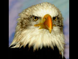 Majestic Bald Eagle-2