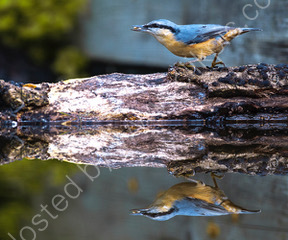 Reb Breasted Nuthatch