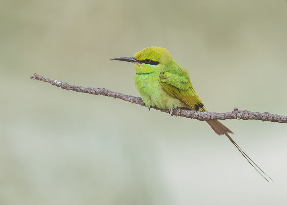 Green Bee-eater