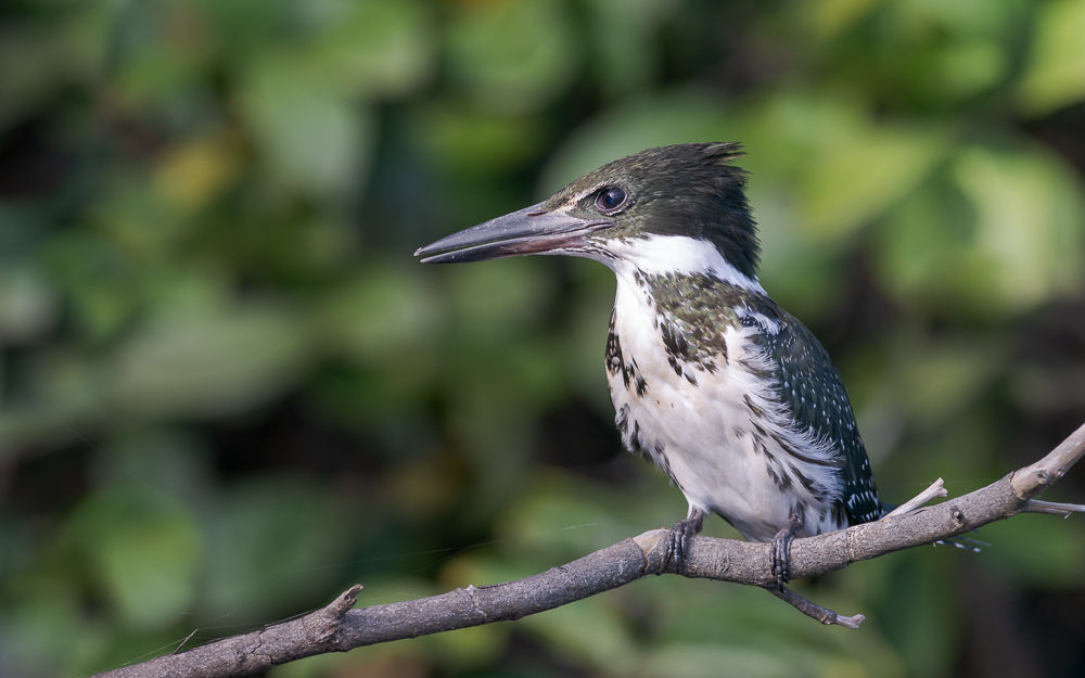 Green Kingfisher