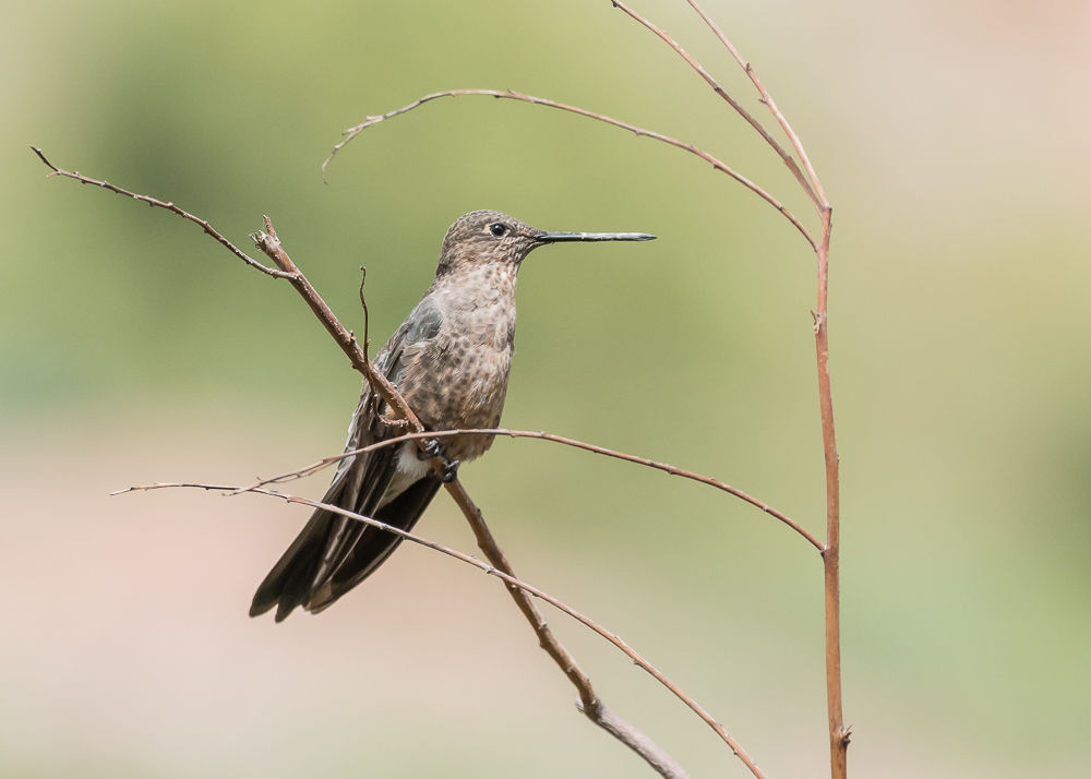 tickspics wildlife and nature photography giant hummingbird