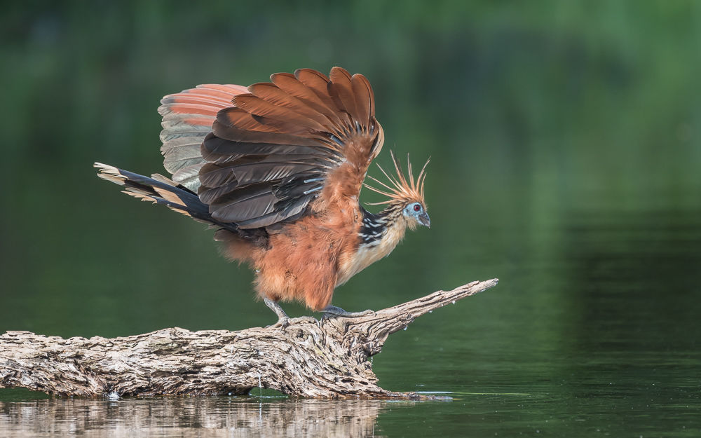 Hoatzin (2)