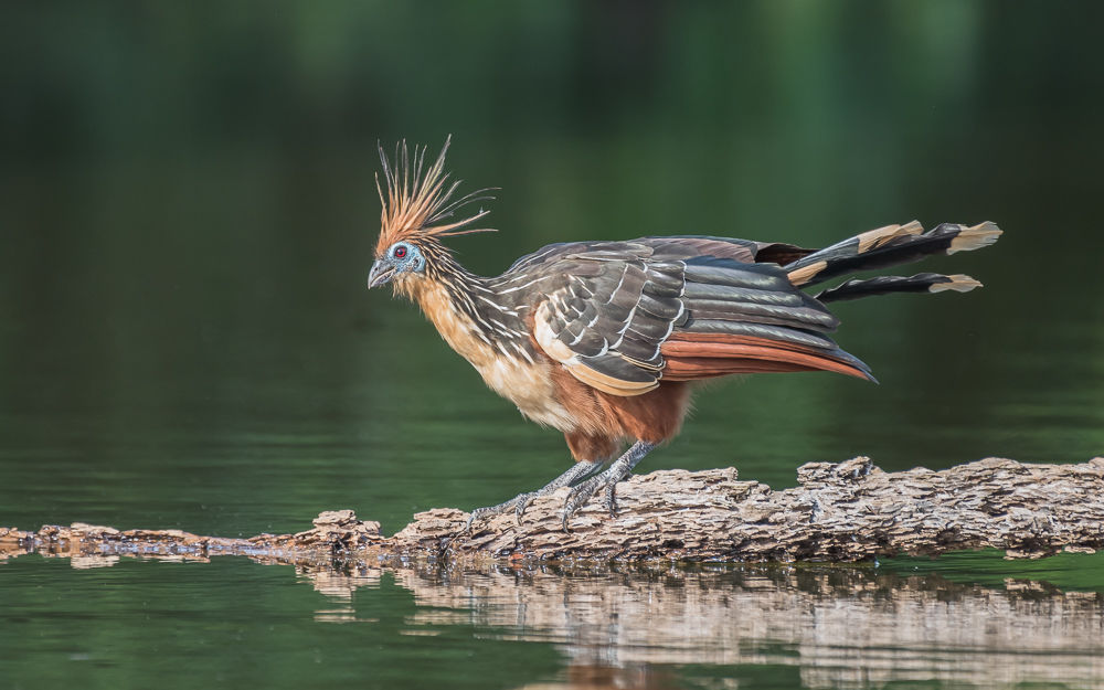 Hoatzin (3)