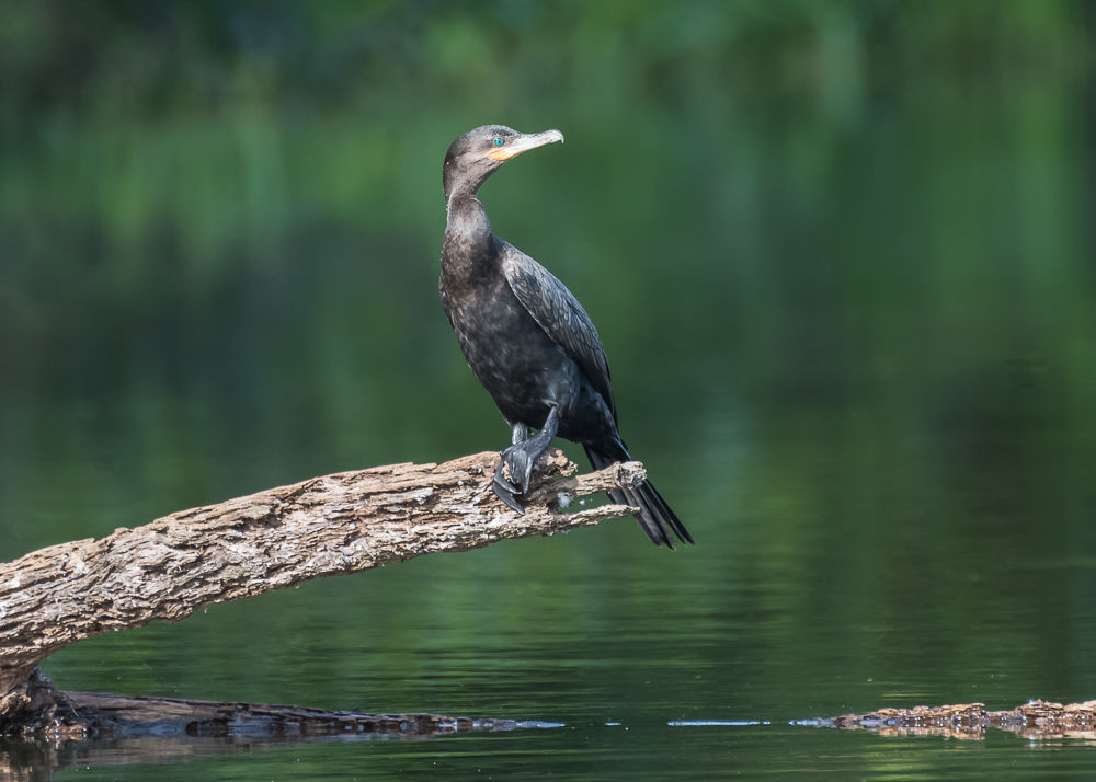 Neotropic Cormorant
