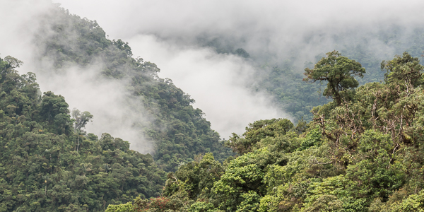 Andean cloud-forest near the Kosñipata Valley